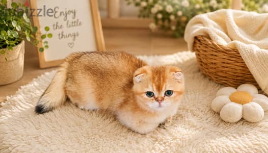 قطة سكوتش تربل فولد أنثى top quality أصول مسجلة Scottish Fold