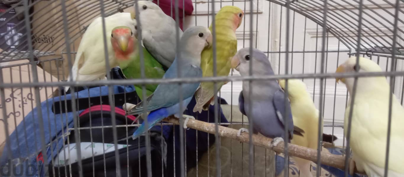 شبابات روز 1