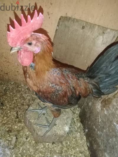 فراخ بلدى الجوز ب 120