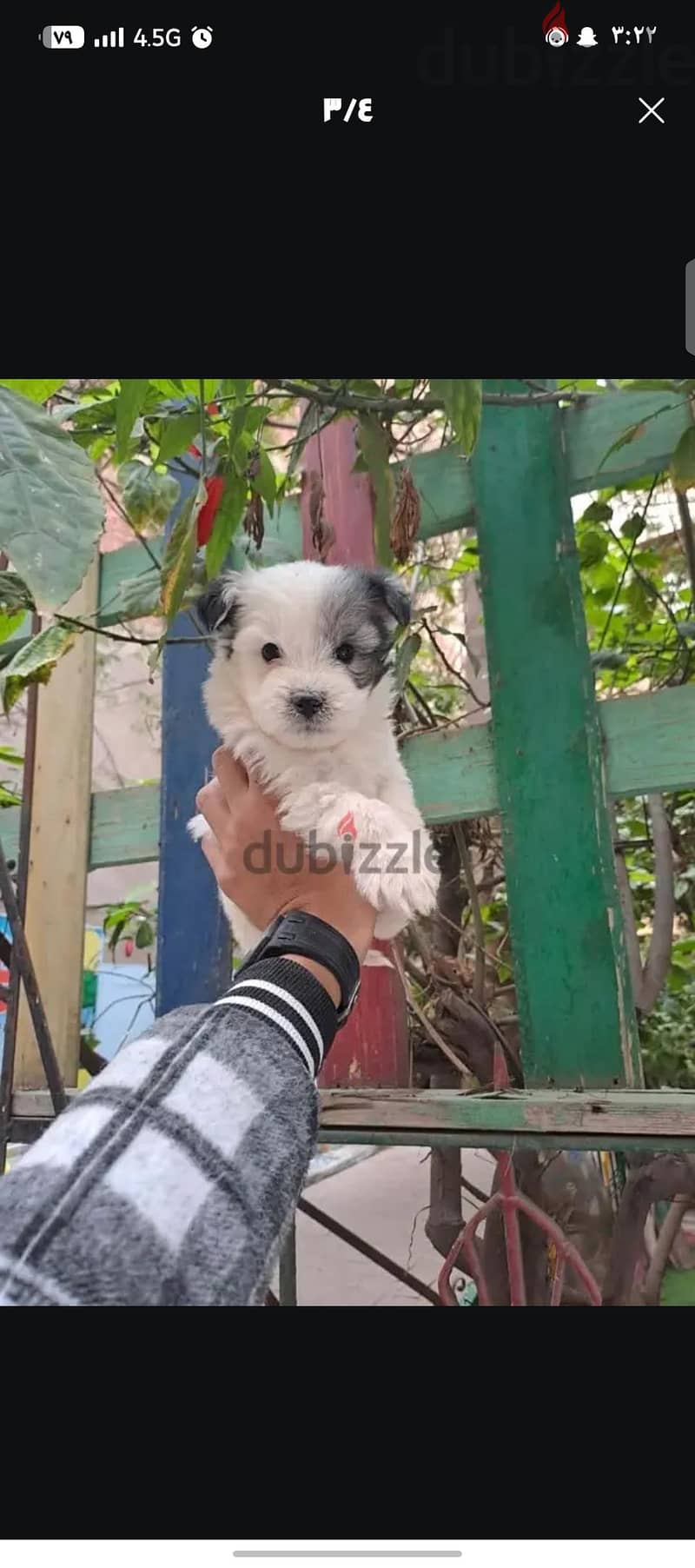 هافنيز بيور 1