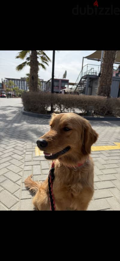 Beautiful Dog Looking for her Forever Home