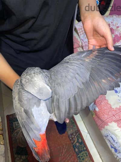 بغبغان زنجباري (كاسكو)  تفريخ مصري