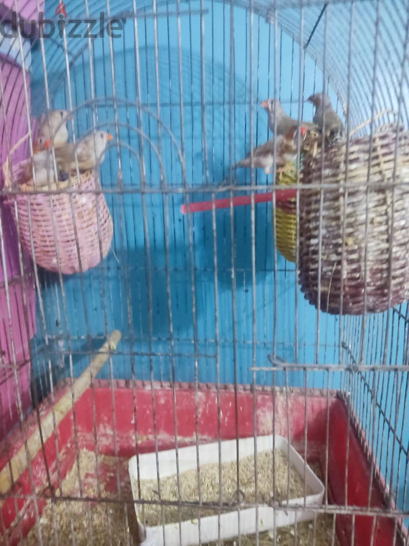 أم يوسف 2