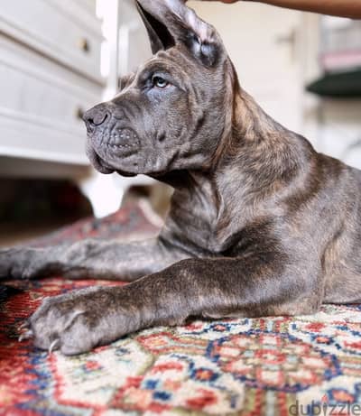 Cane corso