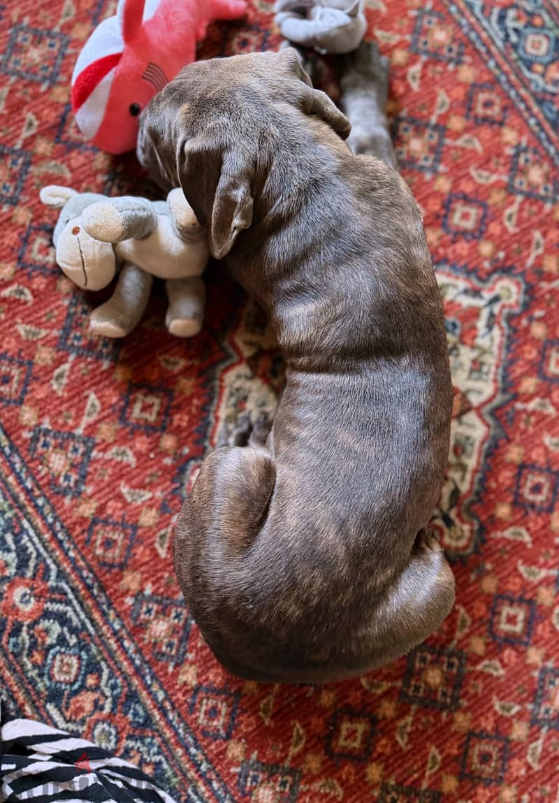 Cane corso 1
