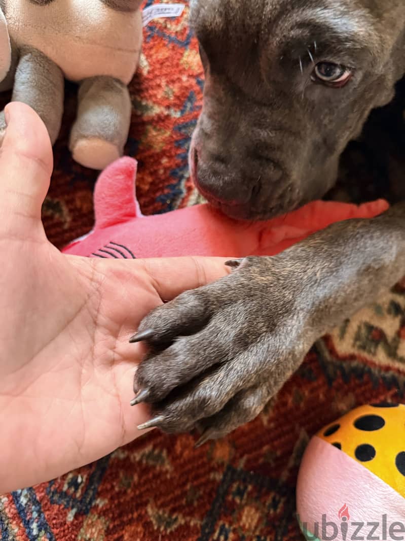 Cane corso 2