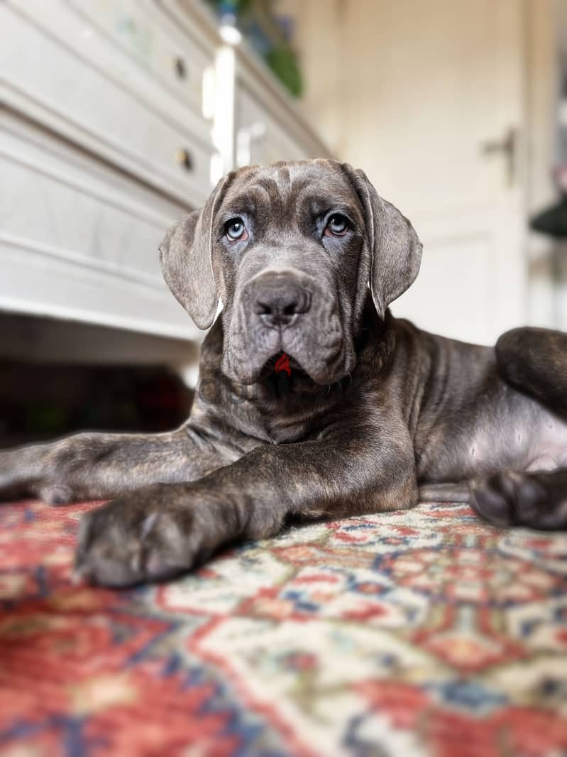 Cane corso 3
