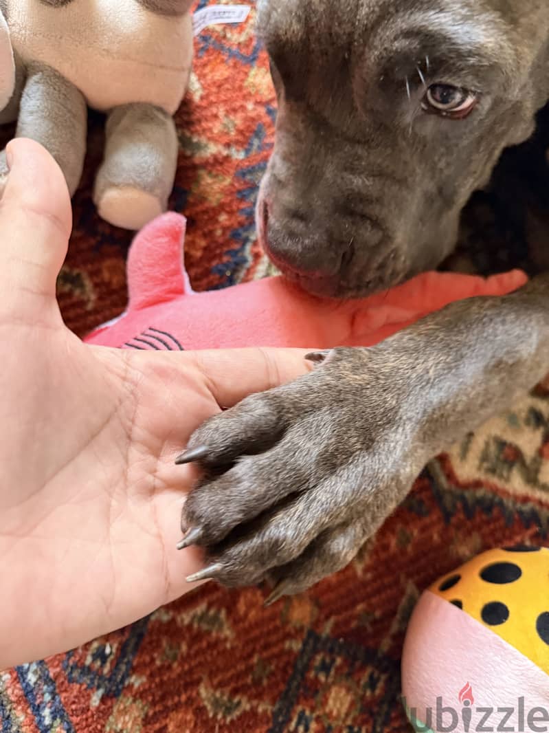 Cane corso 4