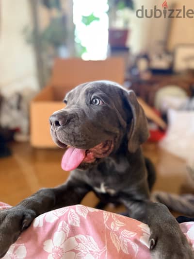 Cane corso