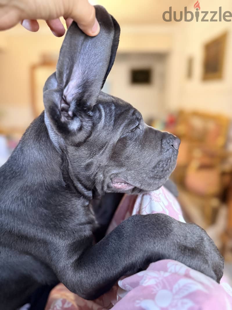 Cane corso 2