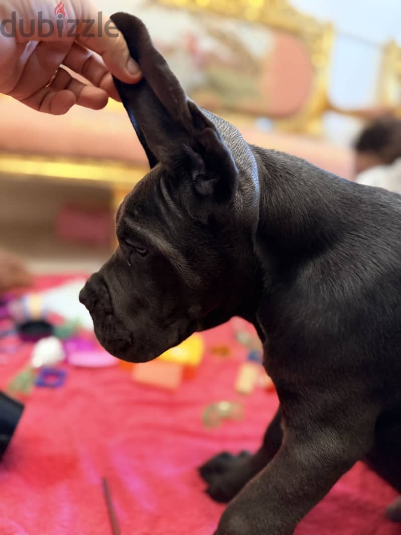 Cane corso 3