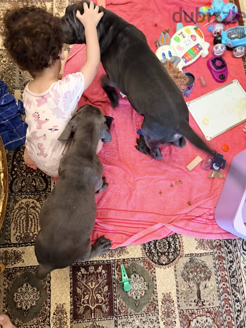 Cane corso 4