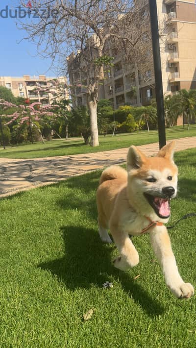 Japanese akita for sale
