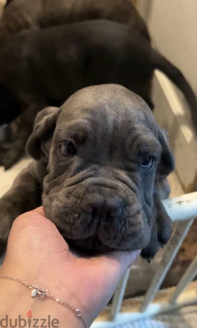 Cane corso for sale price is a steal