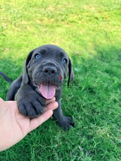 Cane corso for sale price is a steal