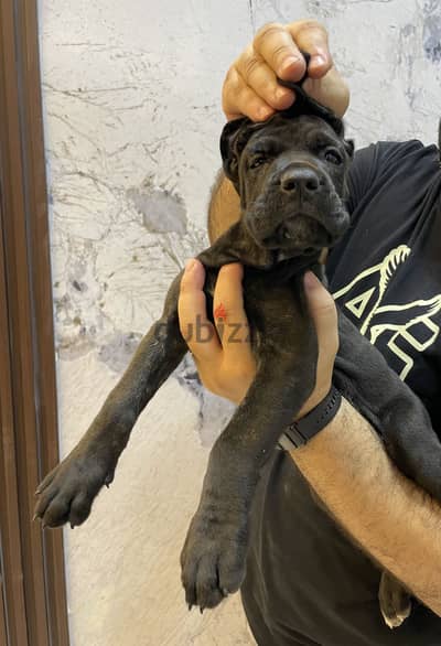 جراوى كاني كورسو cane corso