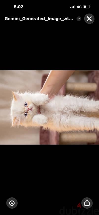 قطة بيرشن هيمالايا بيكي فيس زورا