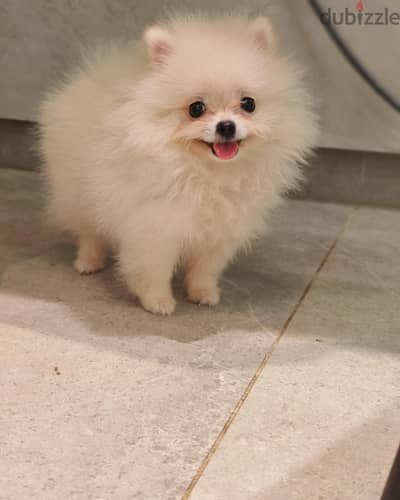 pomeranian بومرينيان