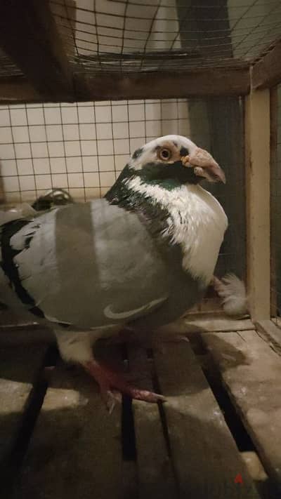 عين شمس