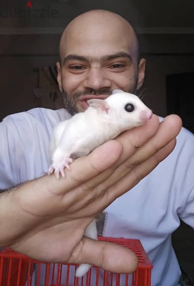 شوجر جلايدر