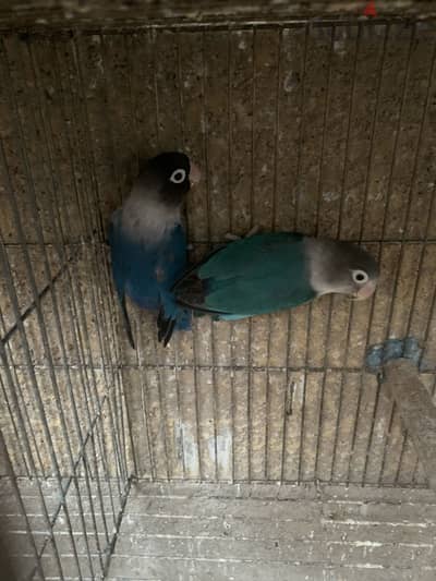 جوز فيشر بلاك ماسك