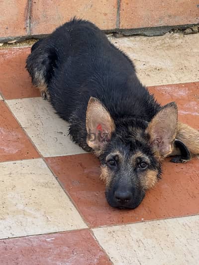 German shepherd