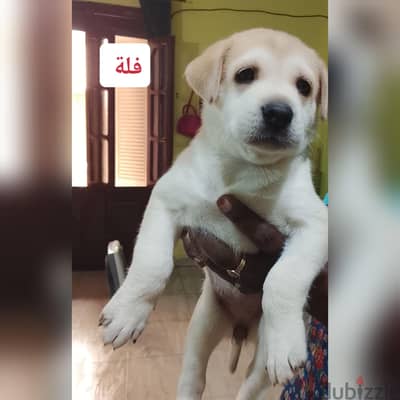 هجين روت علي هاسكي. . عين لبني وعين رمادي