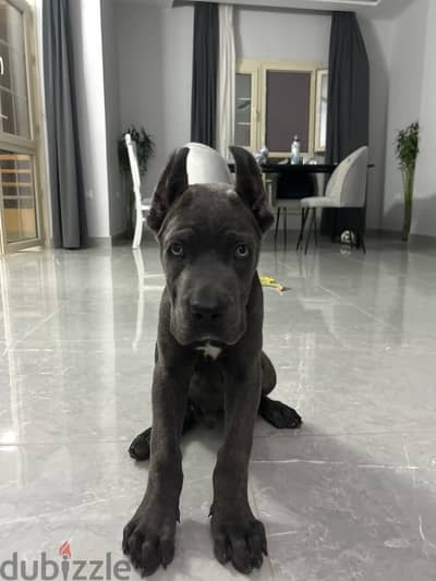Cane Corso Puppy for Sale