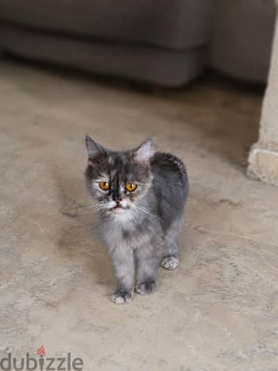 إكزوتيك شورت هير (Exotic Shorthair) للبيع