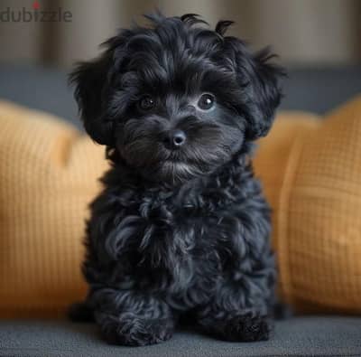 Toy Puppies