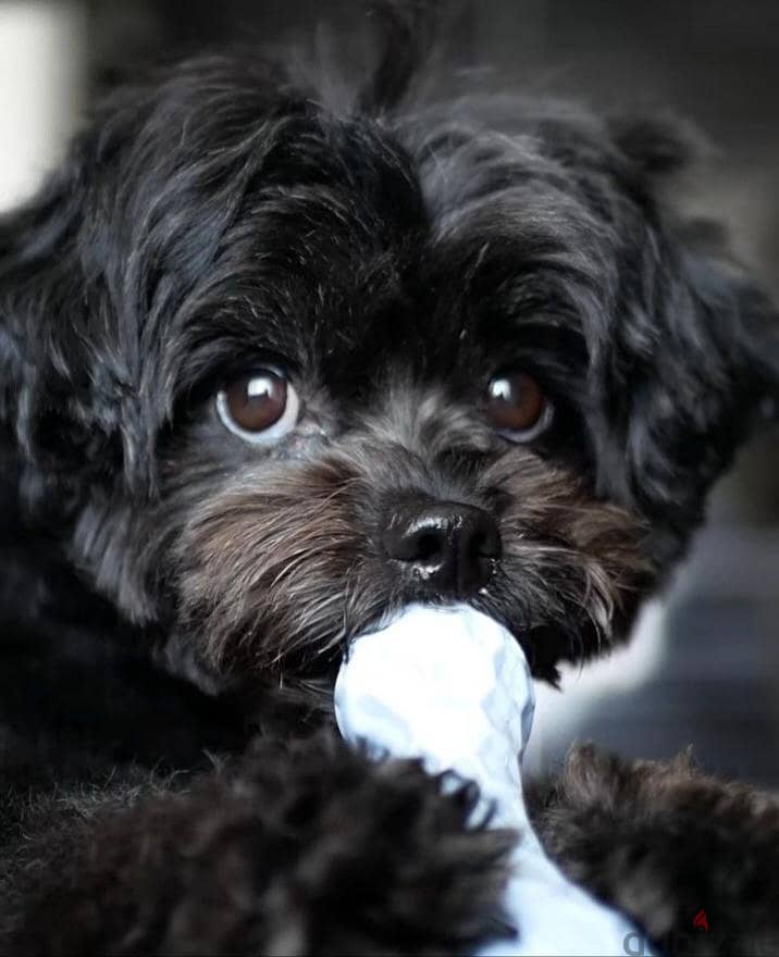 Toy Puppies 1