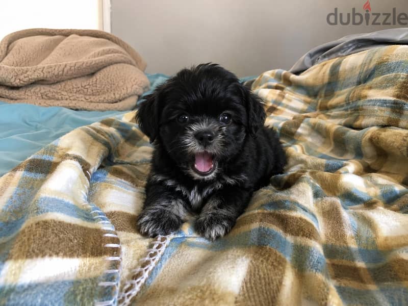 Toy Puppies 3