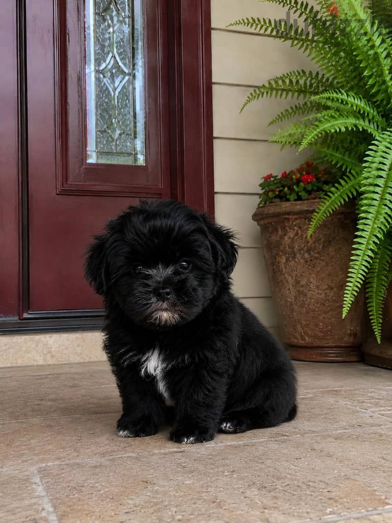 Toy Puppies 4