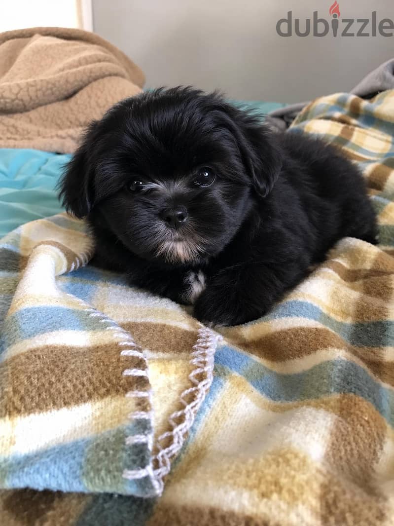 Toy Puppies 5