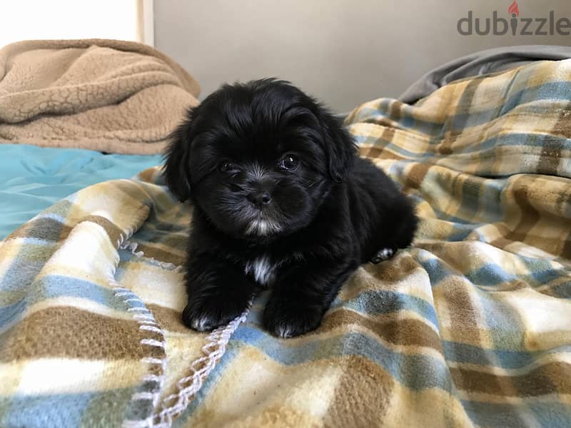 Toy Puppies 6