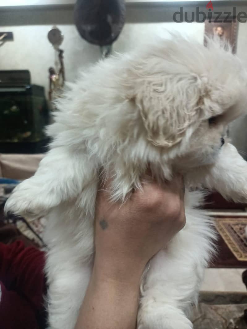 بيكنواه  للبيع 4