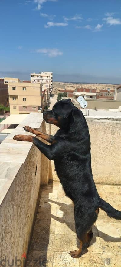 ديڤاا