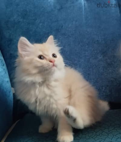 قطط شيرازى ذكر قط بنت قطه بيور cat male shirazi female pure cats