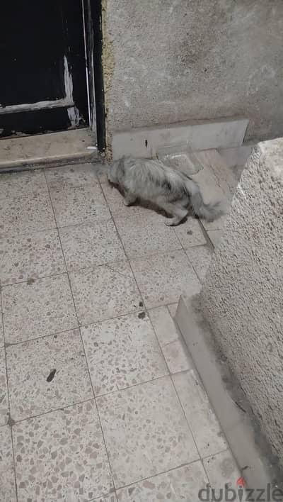 للتبني
