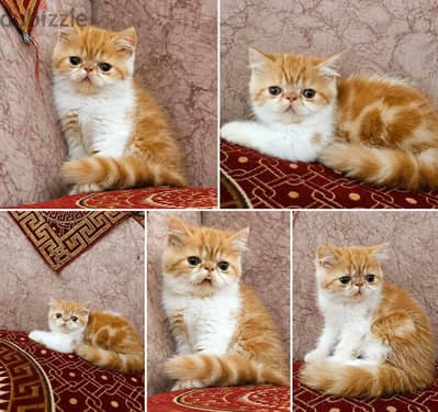 قطط بيرشن واكزوتك