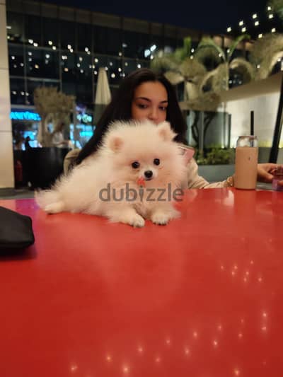 pomeranian بومرينيان