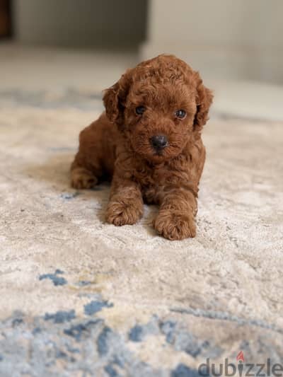 Toypoodle poodle toy poodle بودل