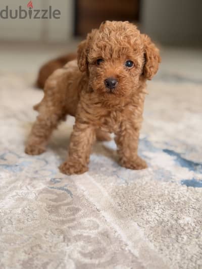 Toypoodle poodle بودل