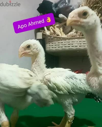 كتاكيت حجازي