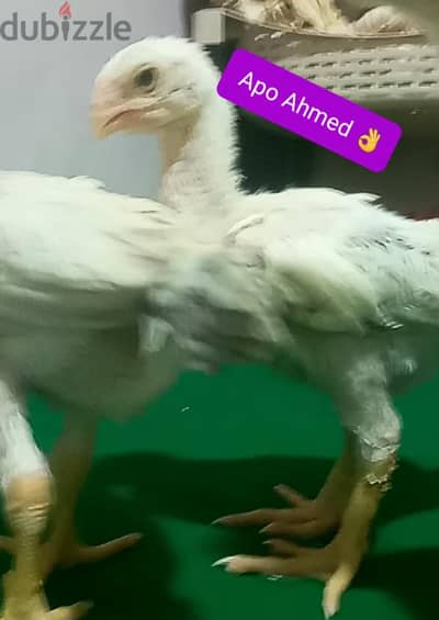 كتاكيت حجازي  بيور