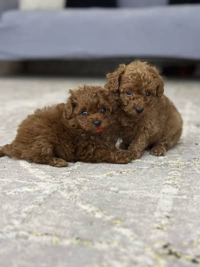 Toypoodle poodle بودل