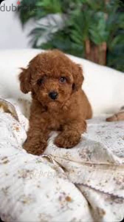 puppies toy poodle