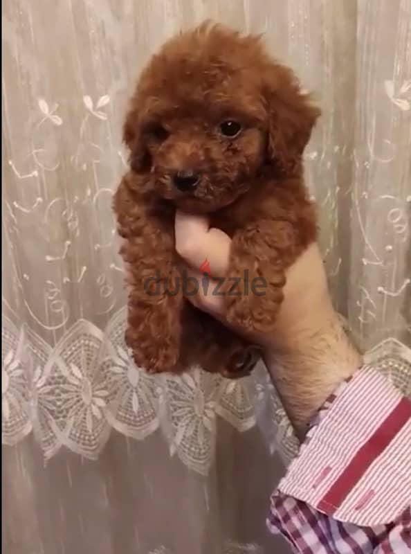 puppies toy poodle 1
