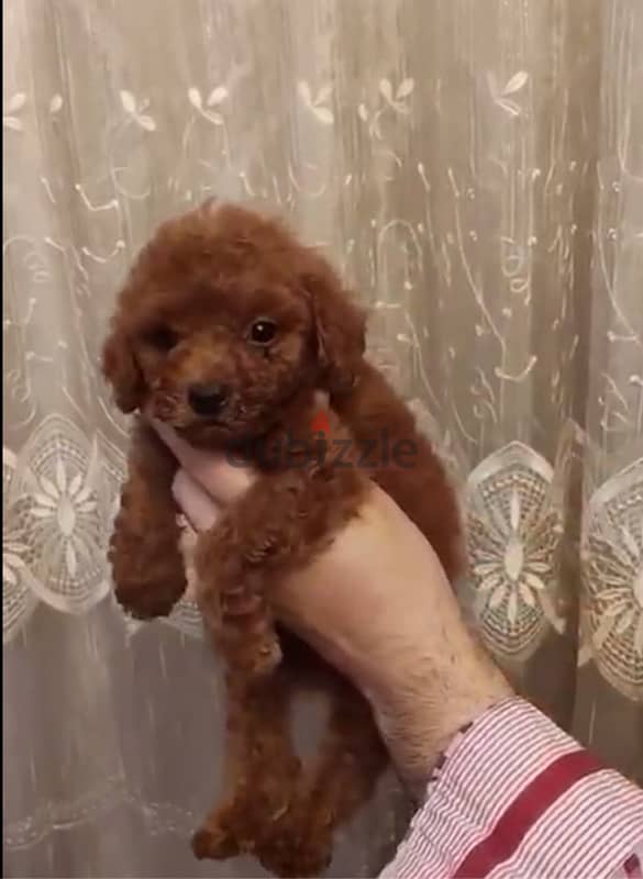 puppies toy poodle 2