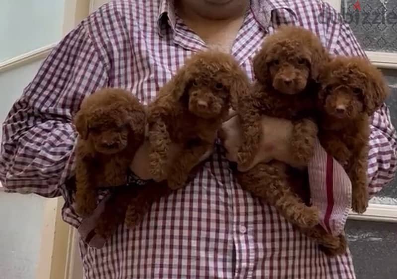 puppies toy poodle 3